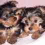 Cachorros adorableTeacup Yorkie disponibles para un nuevo hogar