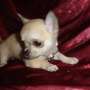Micro Tiny KC Reg Azul Fawn Chihuahua Chica Cachorro