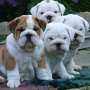 Adorables cachorros de bulldog inglés para su aprobación
