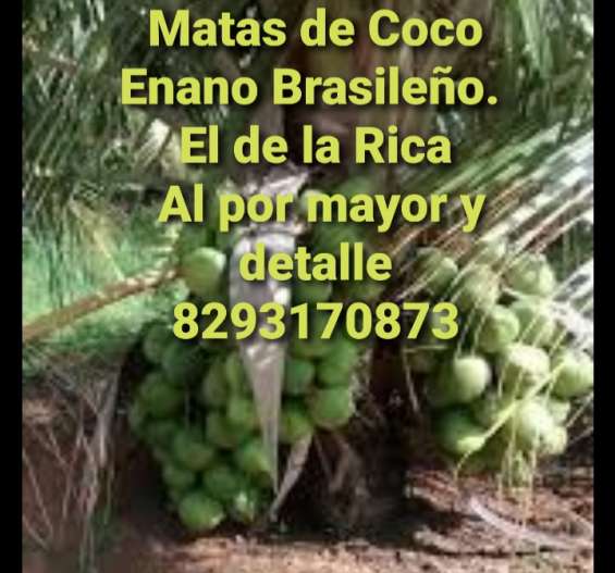 Matas de coco enano brasileño 8293170873 en Santo Domingo - Otros ...